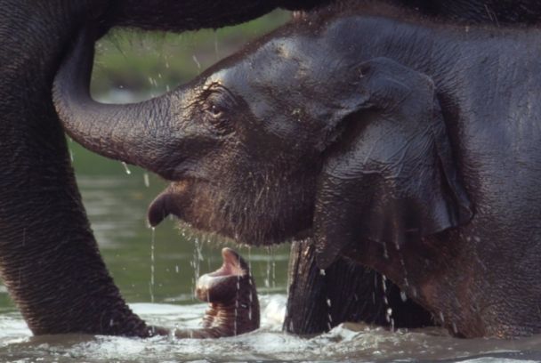 Manas: El regreso de los gigantes