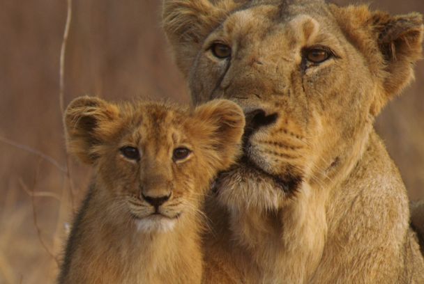 Los leones de Gujarat