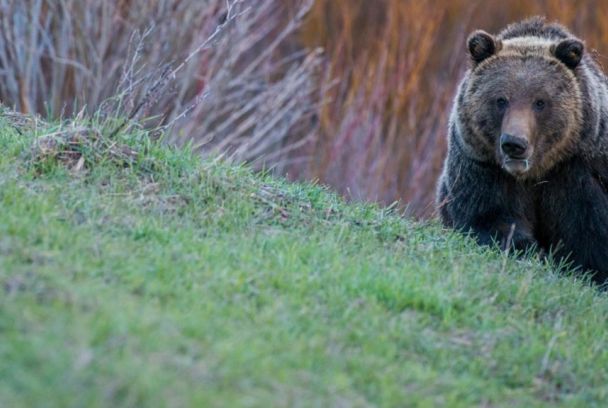 Wild Yellowstone