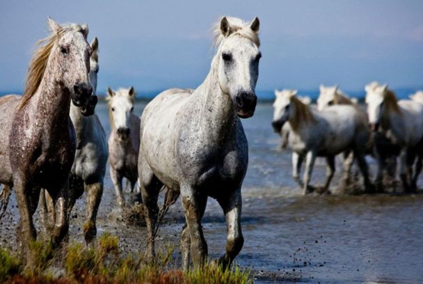 El caballo salvaje de las marismas