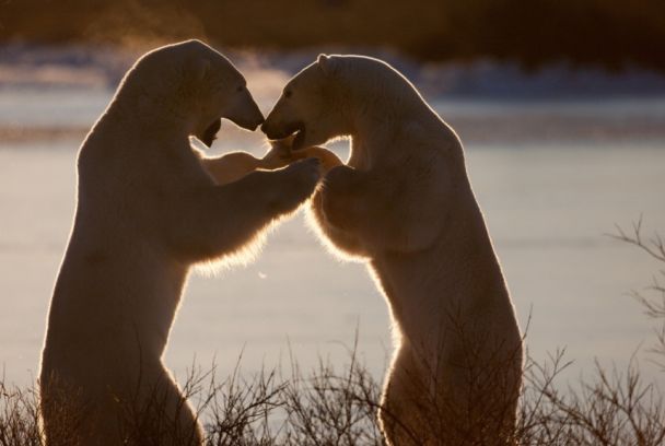 La evolución del oso polar
