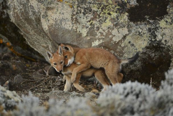 Aventuras con Vincent Munier