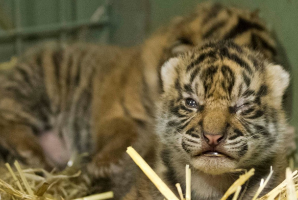 Un tigre en casa