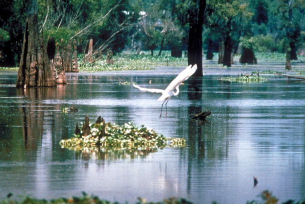 Grandes documentales: Pantanos de Estados Unidos