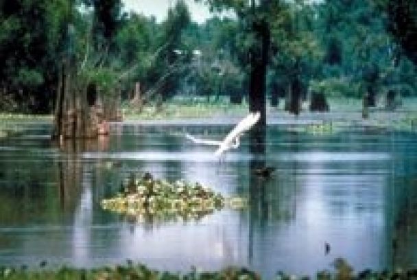 Grandes documentales:Pantanos de Estados Unidos