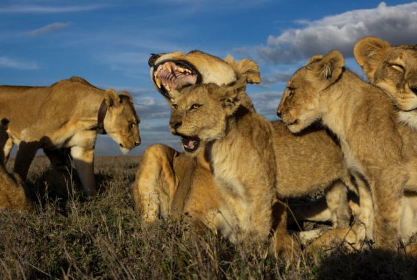 Bandas de leones