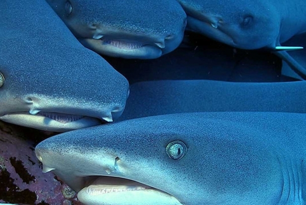 Confluencia de tiburones