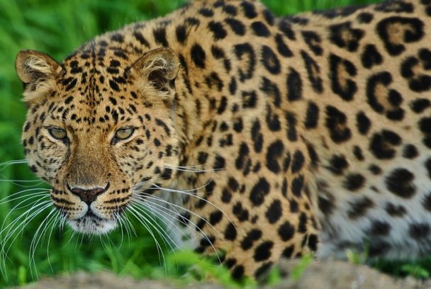 El fin de los grandes felinos