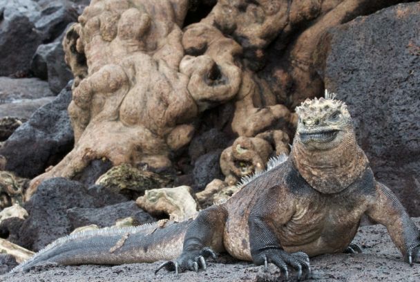 Las Galápagos