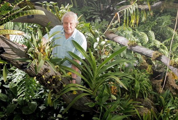 El reino vegetal