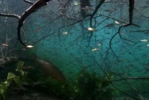 Jungla de agua dulce