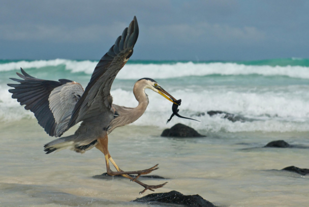 Las Islas Galápagos