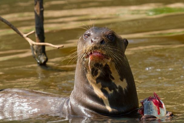 Nutrias gigantes del Amazonas