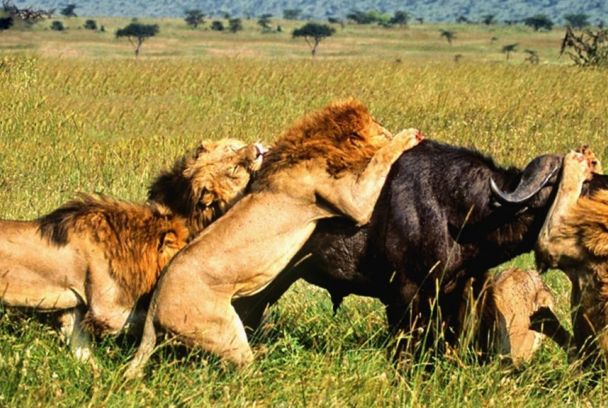 Leonas en el exilio