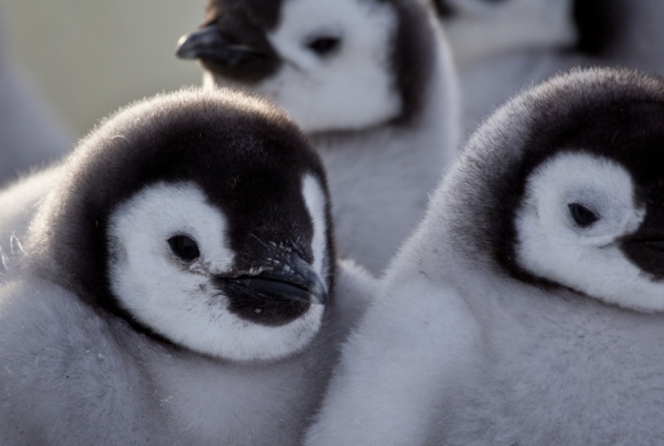 Un espía entre pingüinos