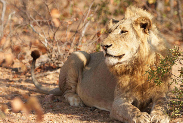 Timbavati