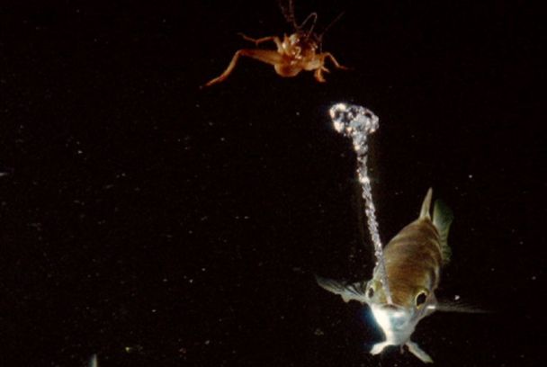 Animales sobrenaturales
