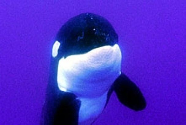 Docufilia: Las profundidades oceánicas