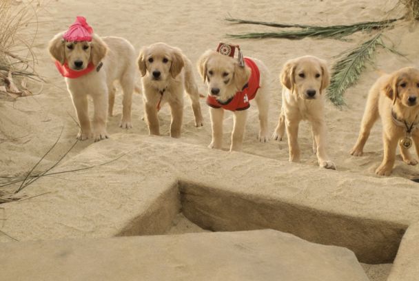 Treasure Buddies