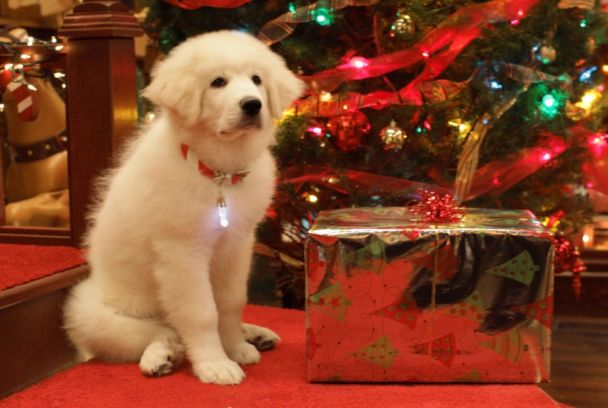 En busca de Santa Can