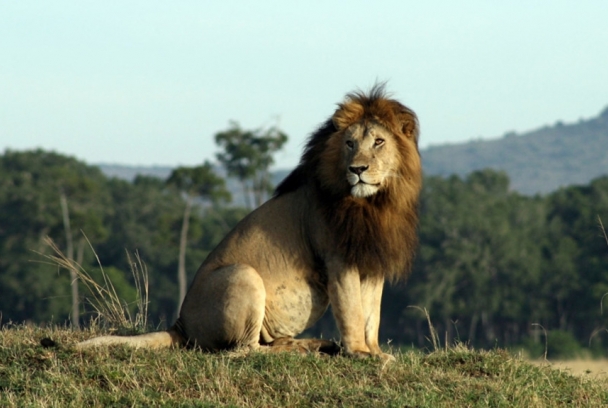 La verdad sobre los leones