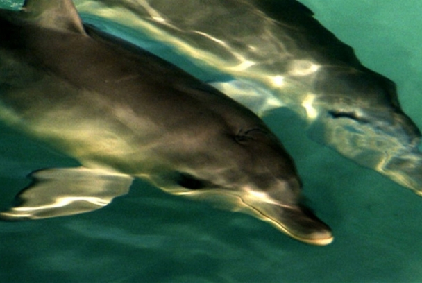 Los delfines de Shark Bay