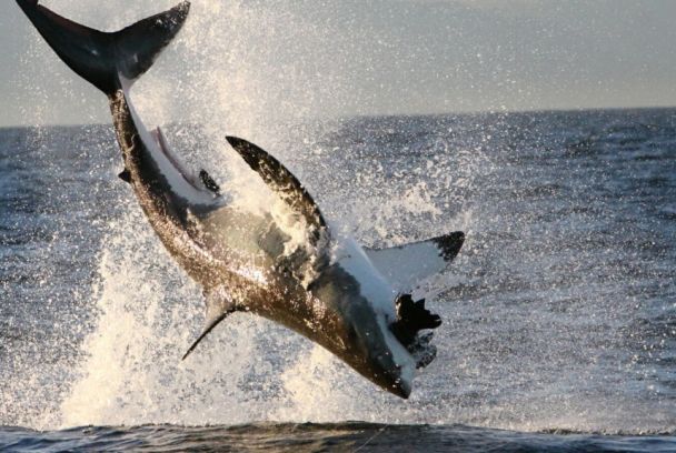 Las fauces del tiburón