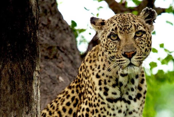 La reina de los leopardos