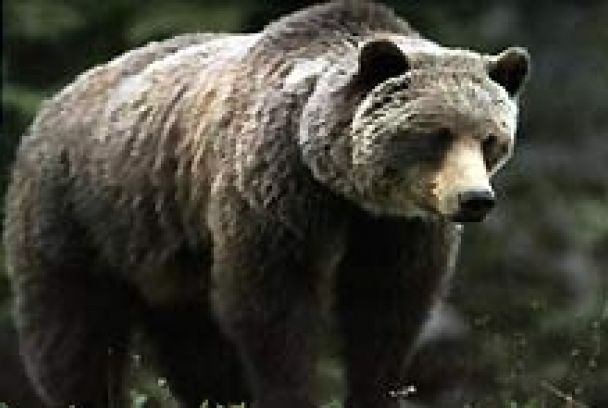Diario de los grandes osos