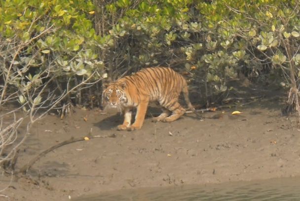 Tigres devoradores de hombres