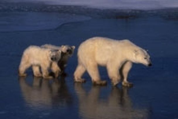 Tierra: La película de nuestro planeta
