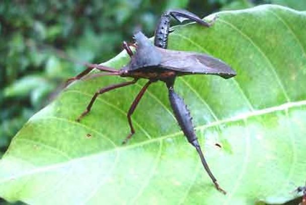 Expedición Borneo