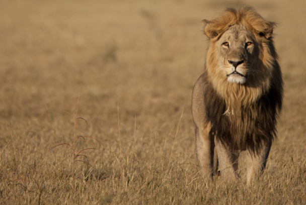 Savage Kingdom