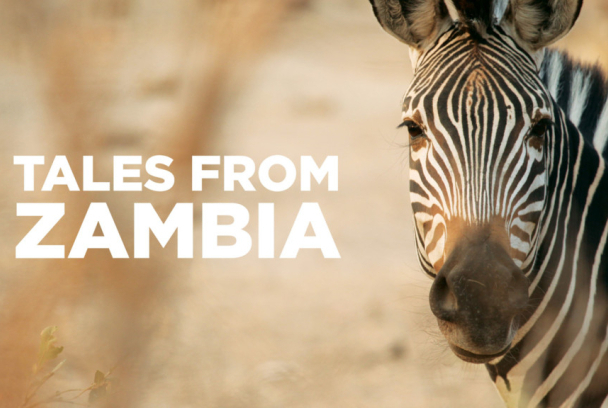 Zambia salvaje