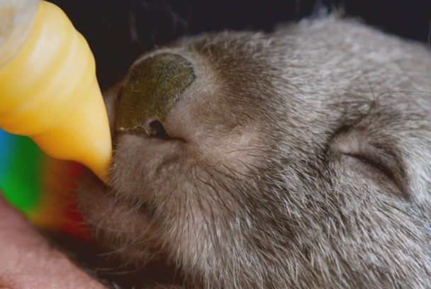 Animales bebé