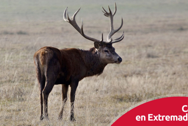 Caza en Extremadura