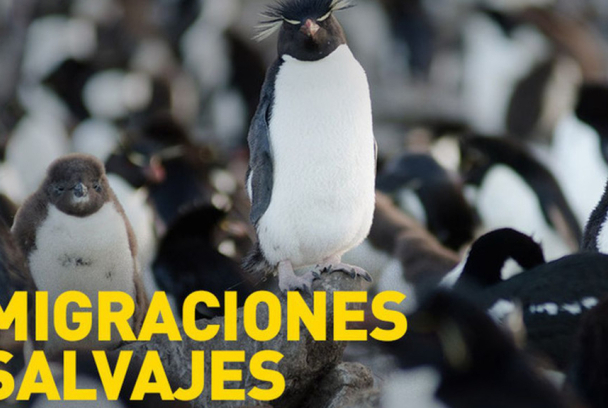Migraciones salvajes