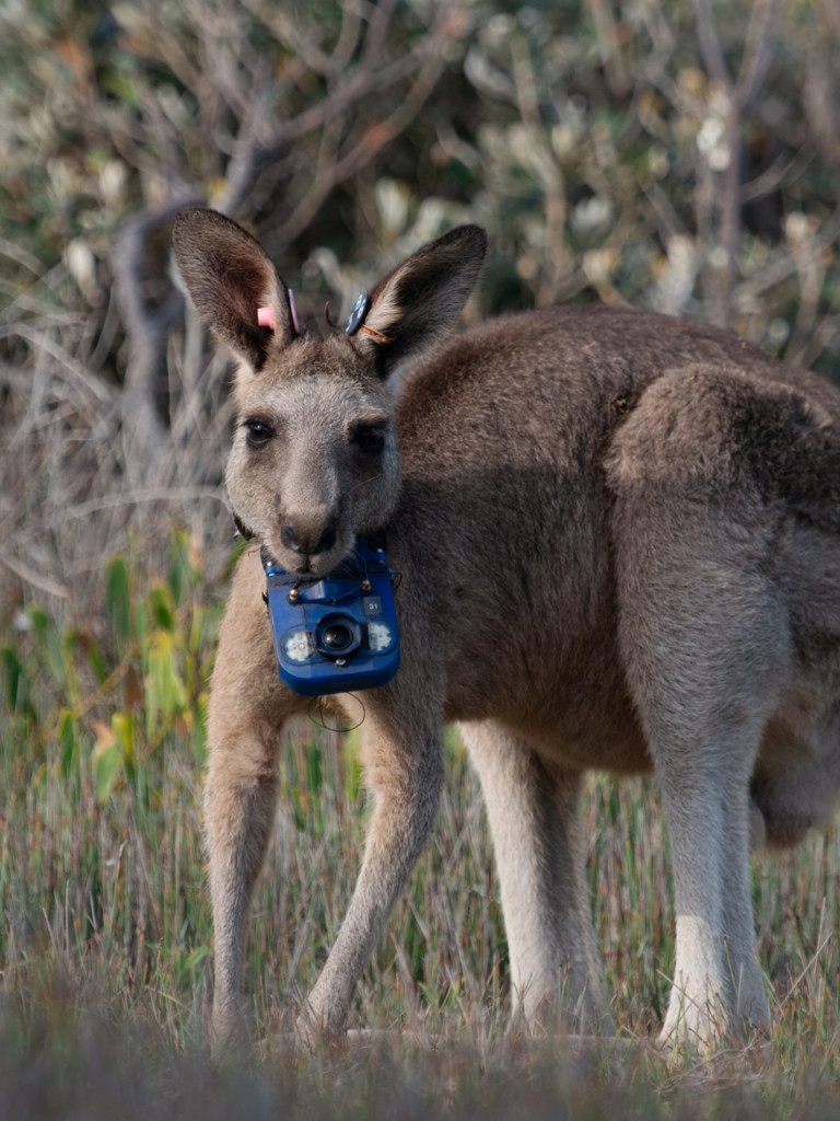 Carátula de Animales con cámaras
