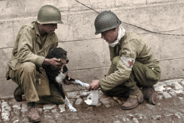Animales de la II Guerra Mundial