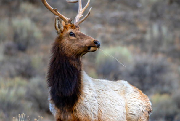 Animales de los Parques Nacionales de América