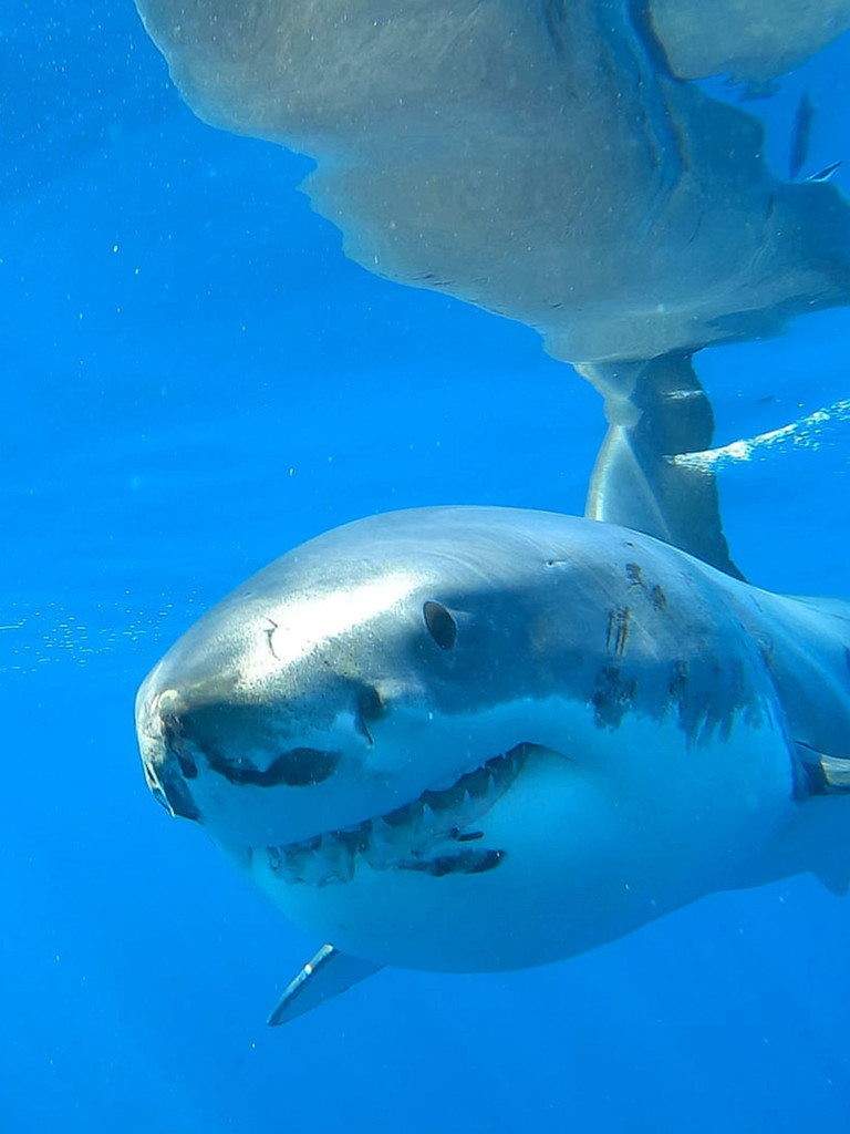 El tiburón blanco vs la jaula T1 Ep 1 SincroGuia TV