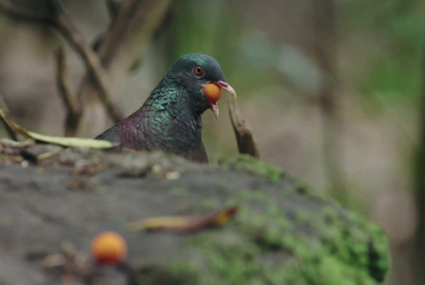 Aves de canarias