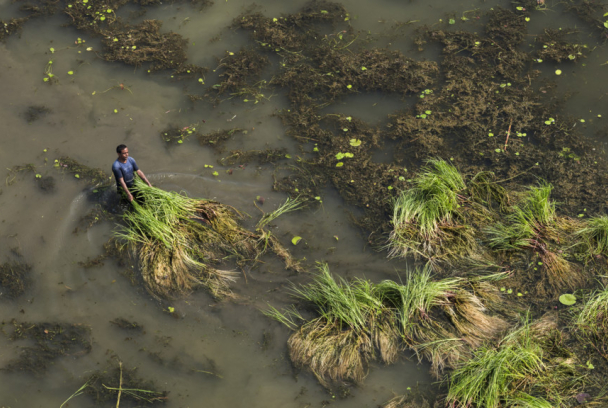 Bangladés: lucha contra el cambio climático