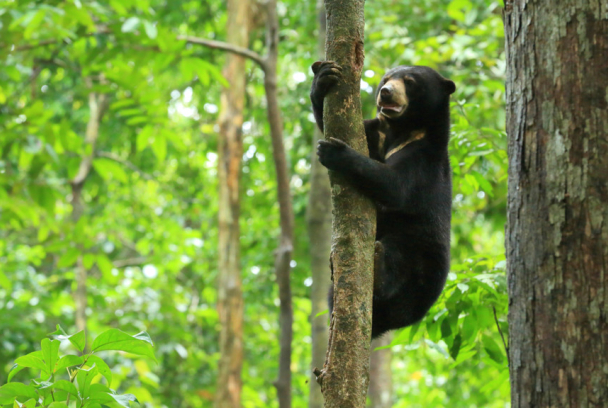 Borneo: El edén ancestral de la Tierra