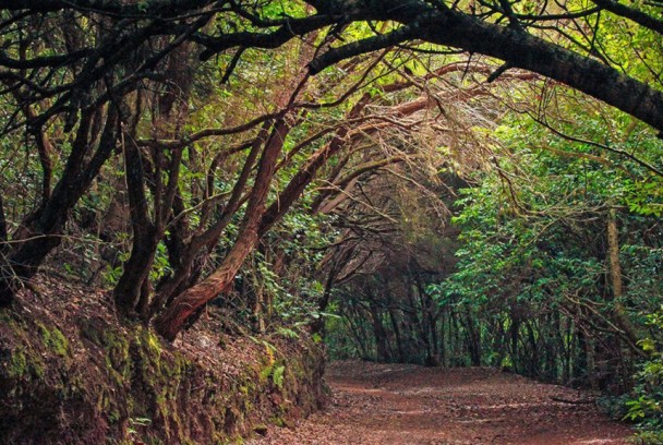 Canarias, paraíso de la biodiversidad