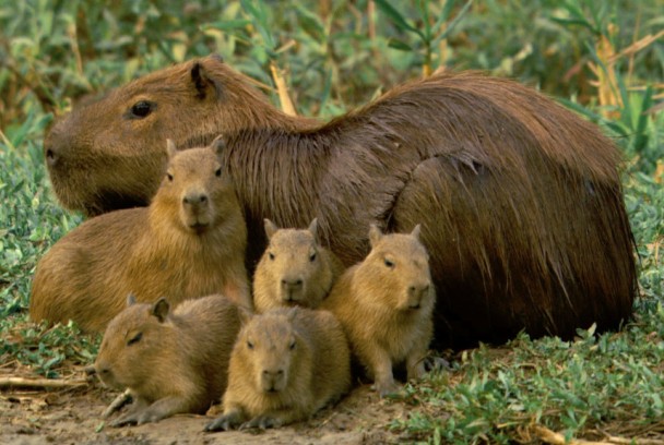 Carrera de ratas