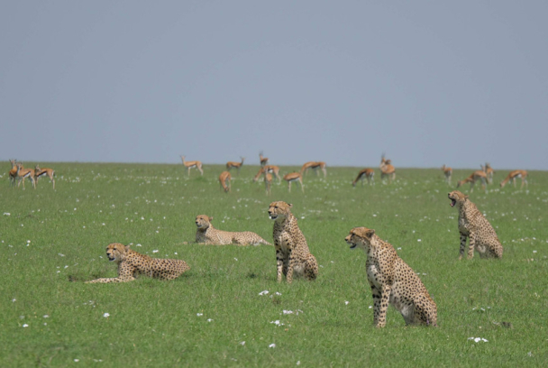 Cinco mejor que uno. Los guepardos del Serengueti