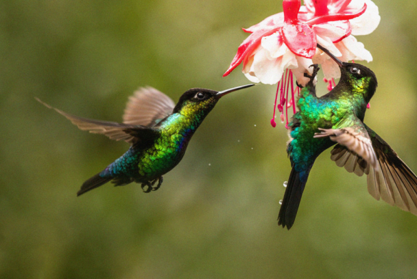 Costa Rica, el efecto de los colibríes | SincroGuia TV