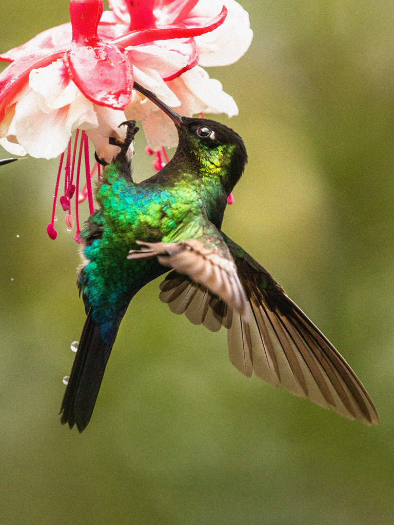 Costa Rica, el efecto de los colibríes | SincroGuia TV