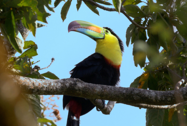 Costa Rica: vida salvaje bajo el arcoíris